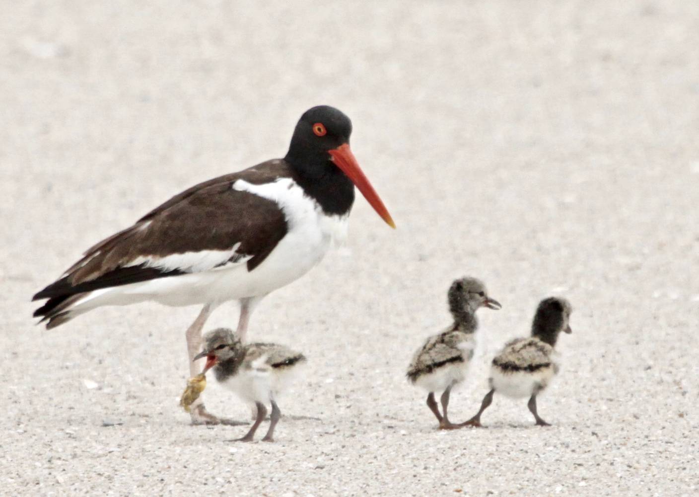 File:Haematopus palliatus -Atlantic coast, New Jersey, USA-8 (1).jpg by Bear Golden Retriever from auburn,ny, usa is licensed under CC BY 2.0